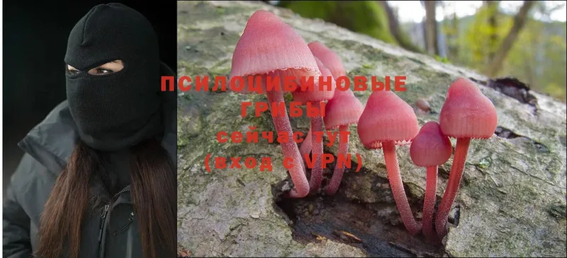 Галлюциногенные грибы Psilocybine cubensis  Шатура 